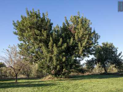 Le sue lunghe foglie color verde scuro sembrano quasi disegnare un cuore
